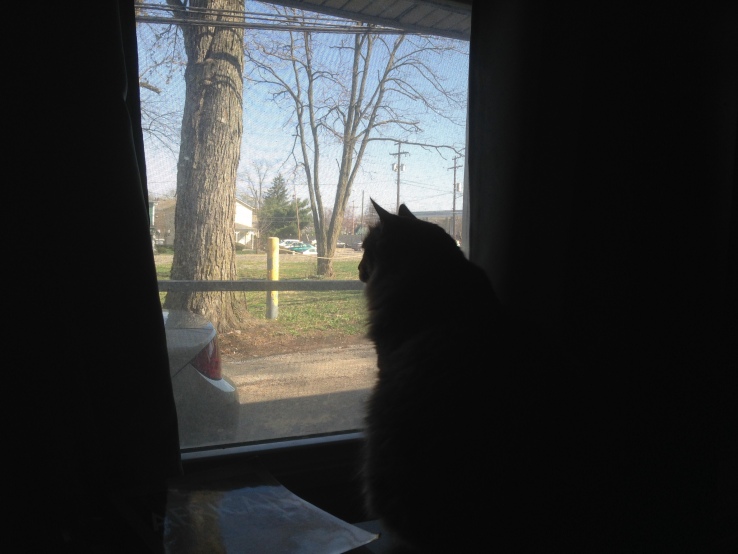 Townes Van Cat taking in the quiet Columbus morning